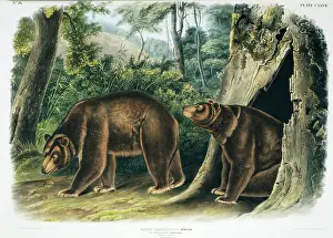 Cinnamon: Ursus americanus, American black bear