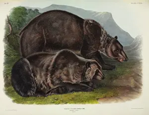 Ursidae: Ursus arctos, grizzly bear