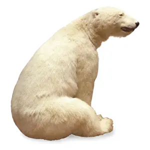 Briggs: Ursus maritimus, Polar bear
