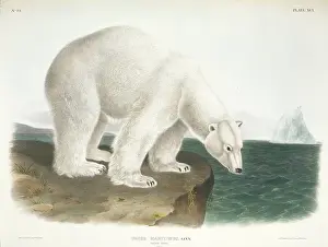 Ursidae: Ursus maritimus, polar bear