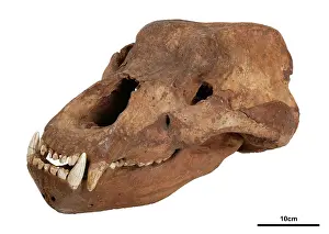 Ursidae: Ursus spelaeus, cave bear