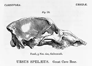 Ursidae: Ursus speleaus, great cave bear