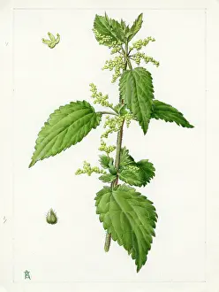 Nettle: Urtica dioica - common nettle