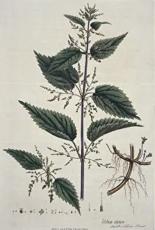 Nettle: Urtica dioica, stinging nettle