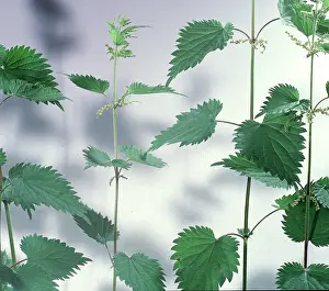 Nettle: Urtica dioica, stinging nettle