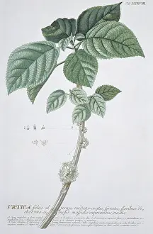 Nettle: Urtica foliis, nettles