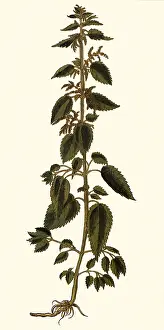 Spice: Urtica Major