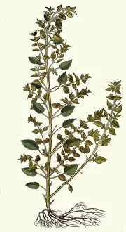 Urtica: Urtica Minor