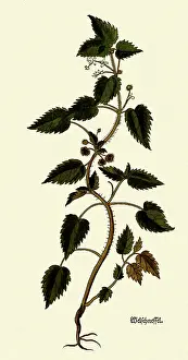Urtica: Urtica Romana