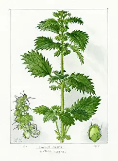 Nettle: Urtica urens - small nettle