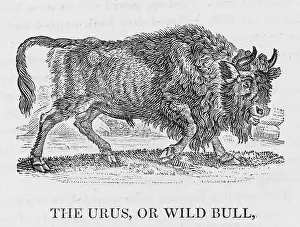 Chiefly: URUS (BEWICK)