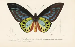 Delarue: Urville's birdwing butterfly, Ornithoptera