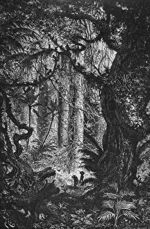 Nach: Urwald in Esmeraldas