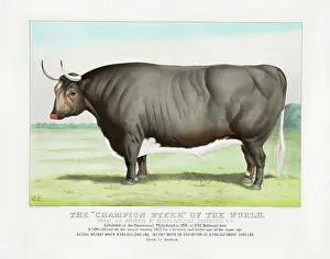 Fact: U.S. agricultural print of a champion-size cattle