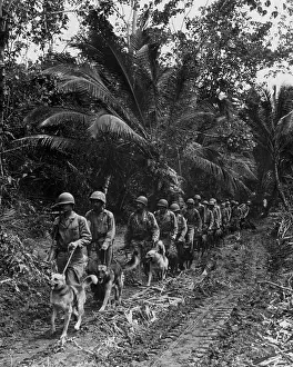 Cartwheel: U.S. Marine Raiders and their dogs, heading