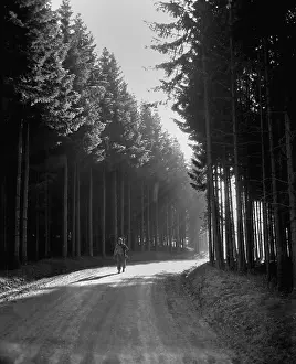 Evergreens: U.S. soldier walks the road through a forest in