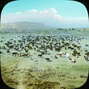 Drovers: USA - Cattle Ranche, Montana