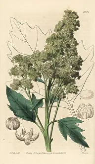 Chenopodium: Useful quinoa, Chenopodium quinoa