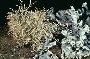 Indicator: Usnea inflata, beard lichen
