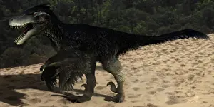 Dromaeosaurid: Utahraptor