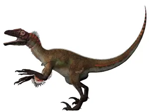 Ostrommaysorum: Utahraptor, a carnivorous dinosaur from the Cretaceous ?
