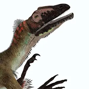 Claw: Utahraptor dinosaur head, close-up