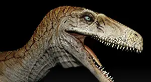 Dromaeosaurid: Utahraptor dinosaur portrait on black background