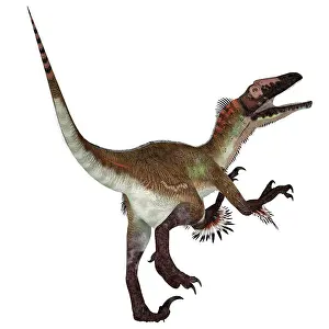Claw: Utahraptor dinosaur, side profile