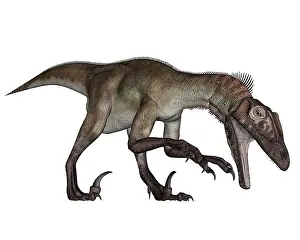 Utahraptor: Utahraptor dinosaur roaring