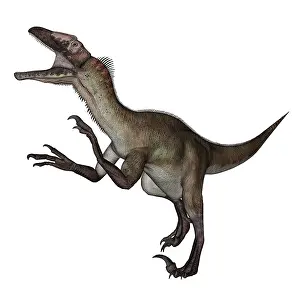 Utahraptor: Utahraptor dinosaur roaring