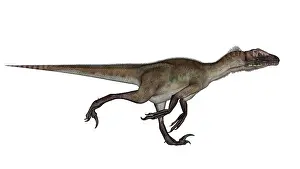 Utahraptor: Utahraptor dinosaur running