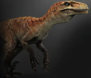 Talon: Utahraptor dinosaur, side view