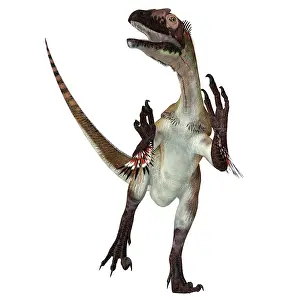 Claw: Utahraptor dinosaur, front view