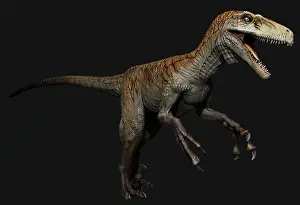 Claw: Utahraptor dinosaur, side view on black background