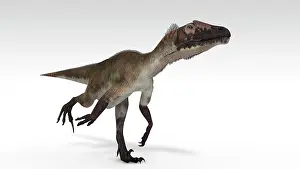 Utahraptor: Utahraptor dinosaur, white background