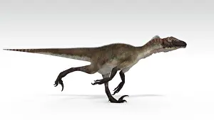 Utahraptor: Utahraptor dinosaur, white background