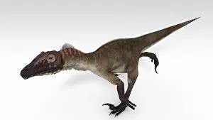 Close Up: Utahraptor dinosaur, white background