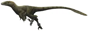 Contour: Utahraptor ostrommaysorum