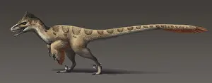 Contour: Utahraptor ostrommaysorum, the largest known dromaeosaur