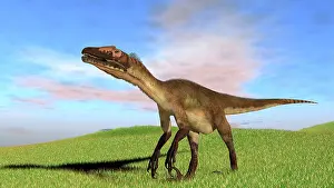 Utahraptor: Utahraptor walking across a grassy field