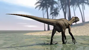 Dromaeosaurid: Utahraptor walking in shallow water