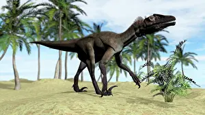 Utahraptor: A Utahraptor walking in a tropical environment