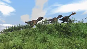 Vulnerability: Two Utahraptors chasing a Gigantoraptor across a grassy ?