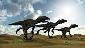 Utahraptor: Three Utahraptors running across desert terrain