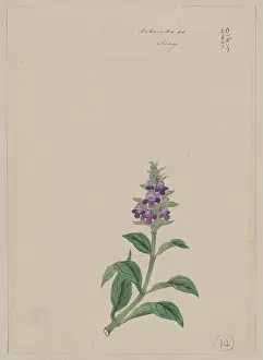 Prunella: Utsubo so - May