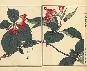 Crenata: Utsugi or crenate deutzia, Deutzia crenata
