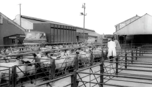 Uttoxeter: Uttoxeter, Cattle Market c1965