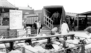 Uttoxeter: Uttoxeter, Cattle Market c1965