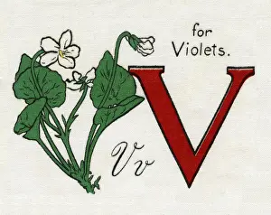 Deans: V for Violets