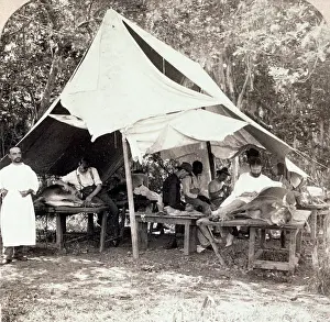 Cows: Vaccinating Calves, Smallpox, 1900